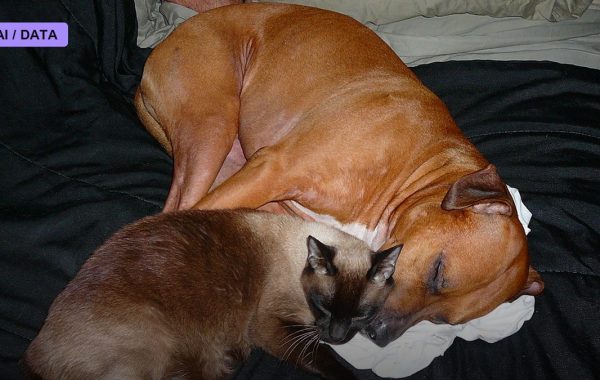 aidatanews