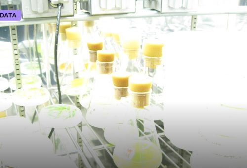 Synthetic Biology Builds a Minimal Living Cell