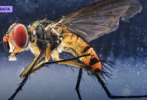 The Fly Brain Connectome Maps a Complete Nervous System