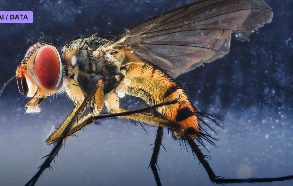 The Fly Brain Connectome Maps a Complete Nervous System