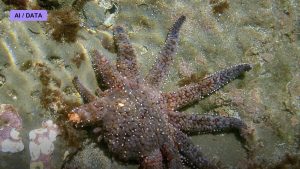 Regenerating a Limb: Lessons From the Axolotl