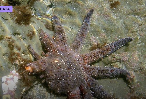 Regenerating a Limb: Lessons From the Axolotl