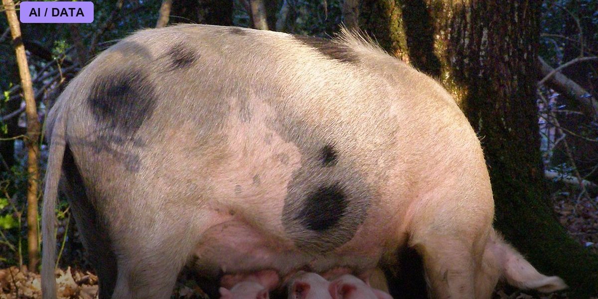 A Pig Kidney Works Inside a Living Patient