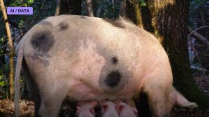A Pig Kidney Works Inside a Living Patient