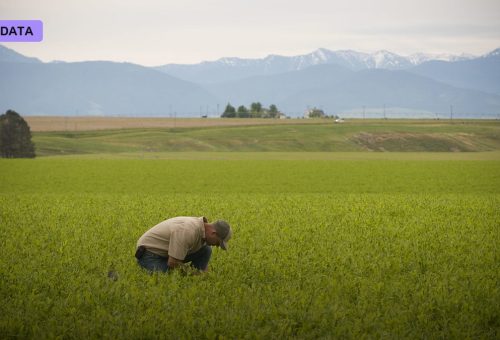 Nitrogen-Fixing Crops and the Fertilizer Dream