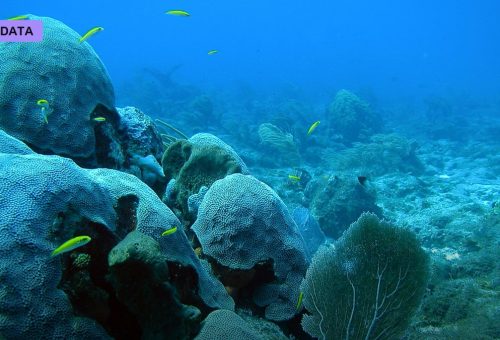 The Coral Frontier: Engineering Reefs to Survive