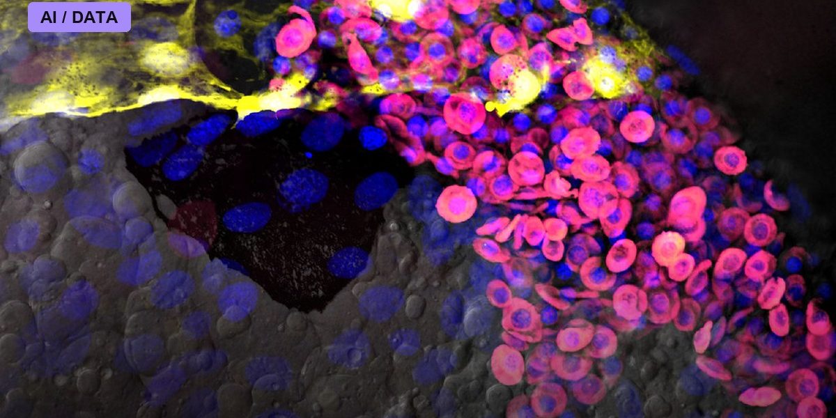 Embryo Models Built Without Egg or Sperm
