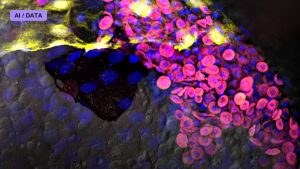 Embryo Models Built Without Egg or Sperm