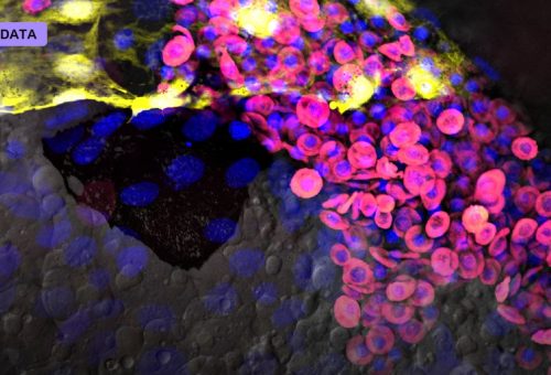 Embryo Models Built Without Egg or Sperm