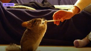 Chinchilla and the Rethinking of Scaling Laws