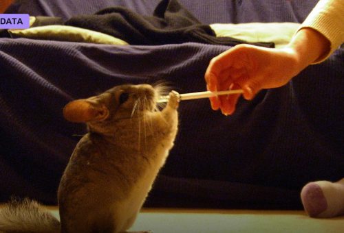 Chinchilla and the Rethinking of Scaling Laws