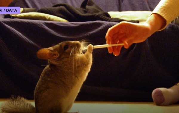 Chinchilla and the Rethinking of Scaling Laws