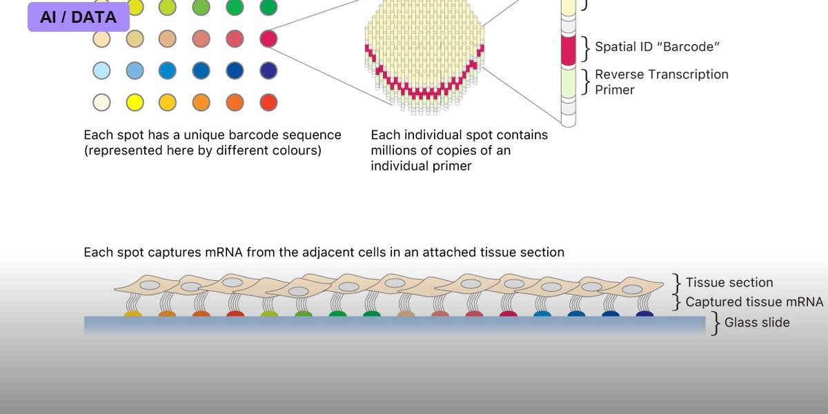 Spatial Transcriptomics Maps Genes Within Tissue