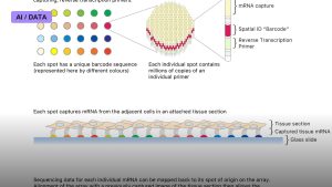 Spatial Transcriptomics Maps Genes Within Tissue