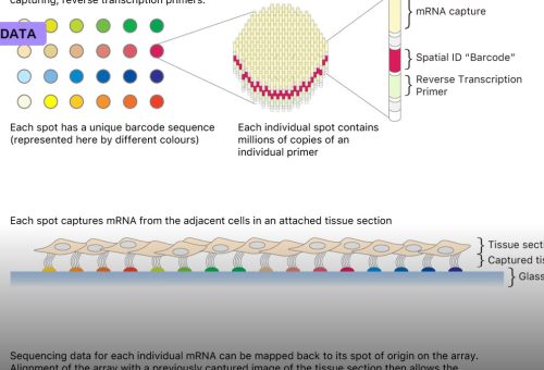 Spatial Transcriptomics Maps Genes Within Tissue