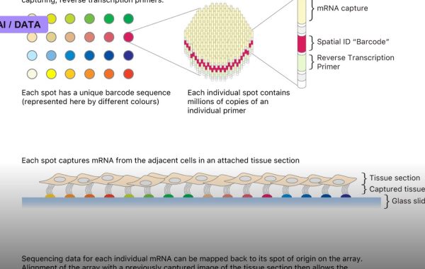 Spatial Transcriptomics Maps Genes Within Tissue