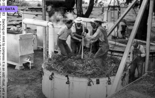 Distillation: Compressing One Mind Into a Smaller One